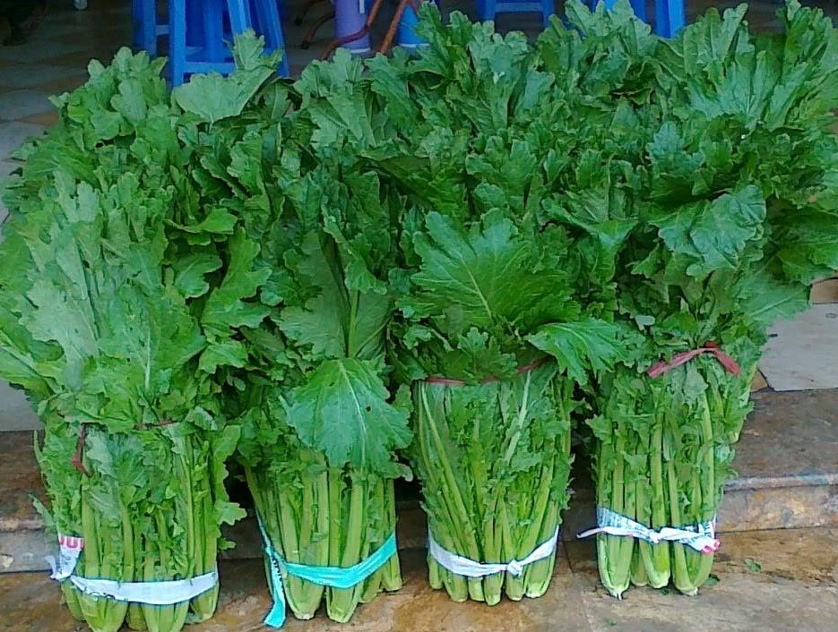 Hạt Giống Cải Mèo Tây Bắc ( Ngon Ngọt Dễ Trồng )