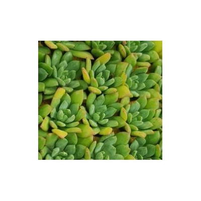 sen đá Mặt trời vĩ