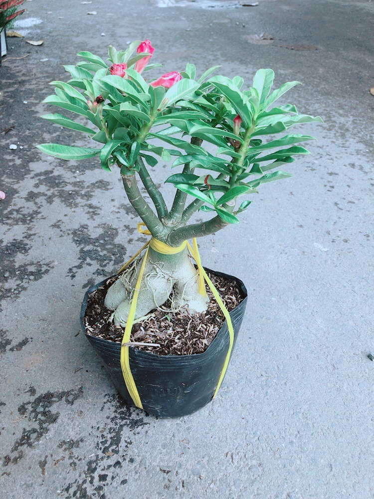 Cây Sứ Thái Kép