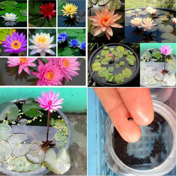 Bộ Hạt Giống Hoa Trồng Thủy Canh ( sen mini 5 hạt + súngthái mini +1 chai dinh dưỡng )