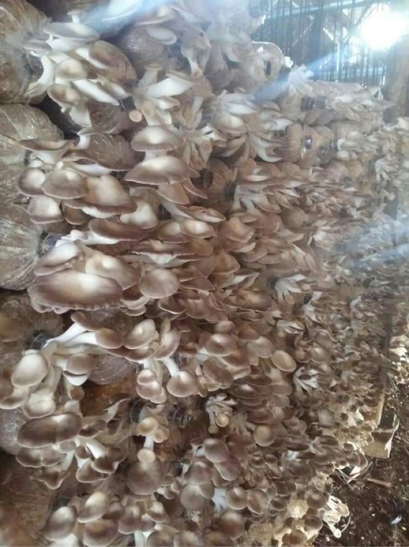 PHÔI NẤM BÀO NGƯ XÁM