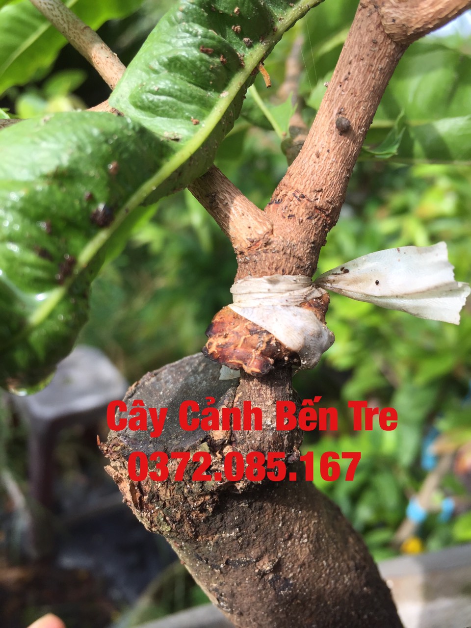Mai Giảo Nu ( Xù )