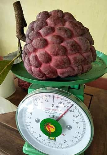 CÂY GIỐNG NA TÍM