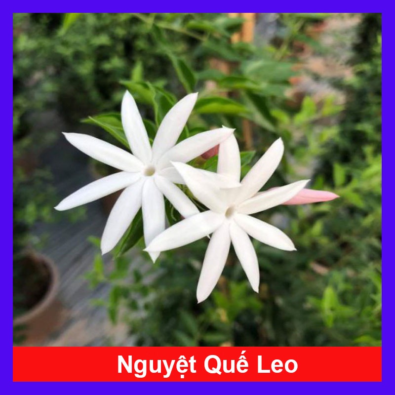 Cây nguyệt quế leo - cây cảnh sân vườn - cây hoa thơm - cây cảnh trong nhà - HKPQ
