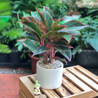 Cây Phú Quý mini để bàn hợp phong thủy dễ chăm sóc