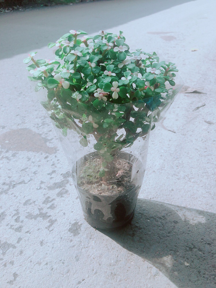 Cây Sen Đá Thân Gỗ