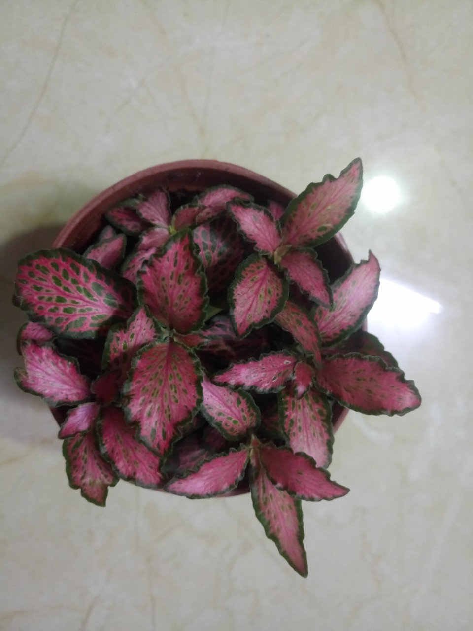Cây cẩm nhung(cây may mắn)