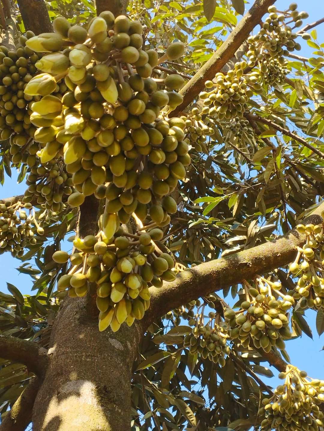 Phân bón lá 3 siêu lấy nhụy/đậu trái/lớn trái