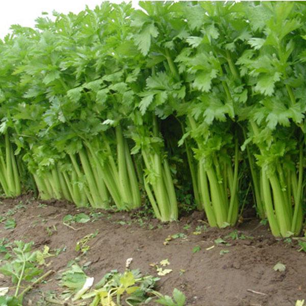 Combo 2 gói hạt giống rau cần cây ( 1 gói đỏ + 1 gói xanh )