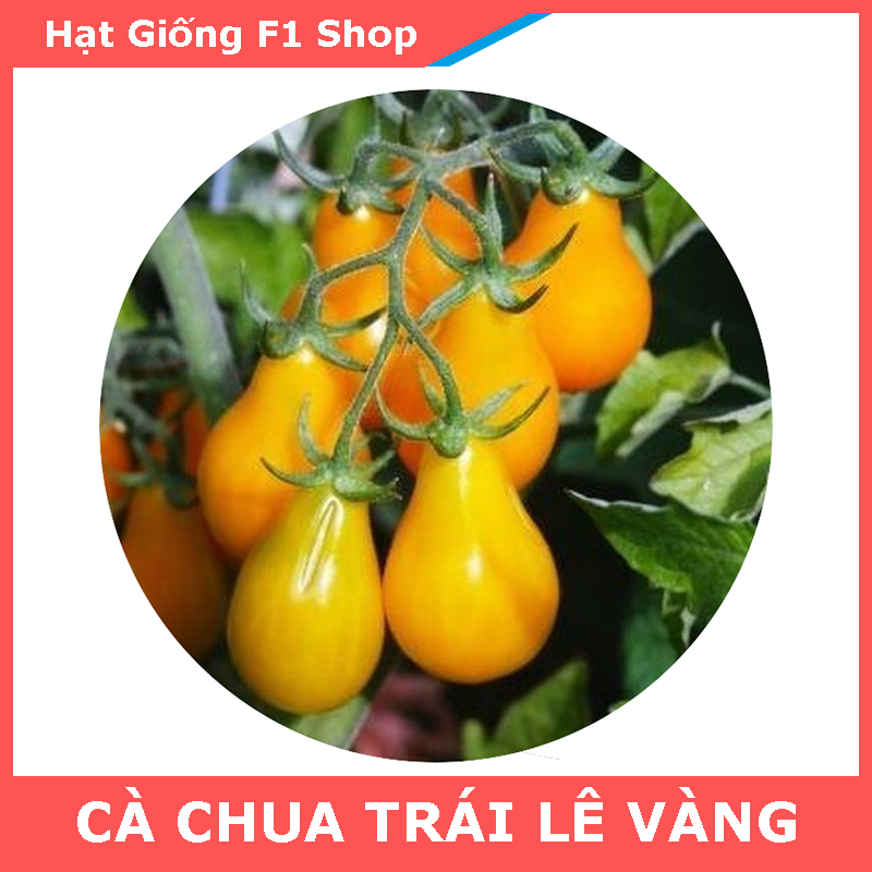 Hạt Giống Cà Chua Trái Lê Vàng Sai Trái