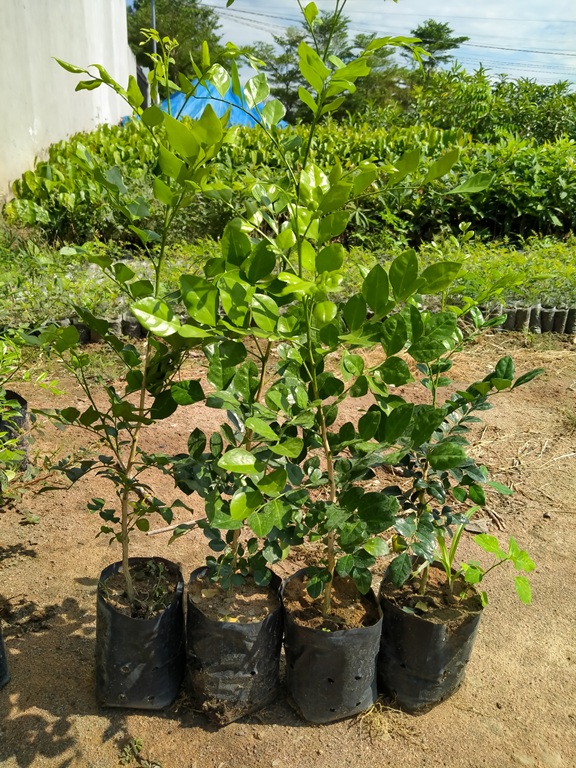 COMBO 2 Cây nguyệt quế bông chùm