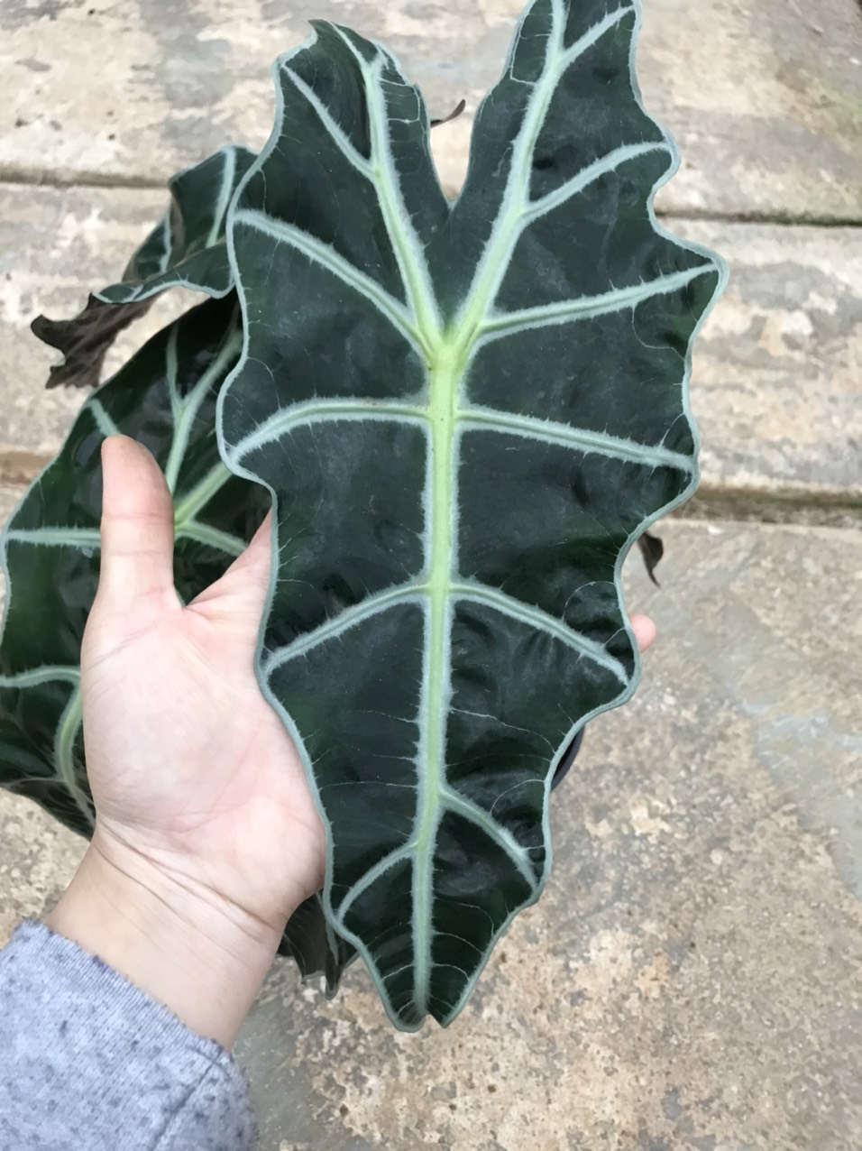 Môn quan âm Alocasia Amazonica (size lá hiện tại từ 20cm trở lên).