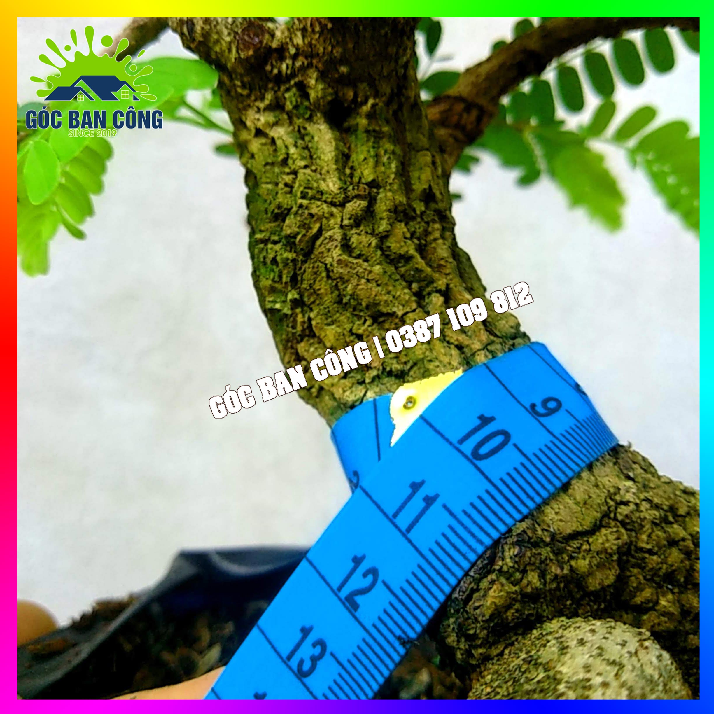 Cây Me Bonsai Mini - MCBS05