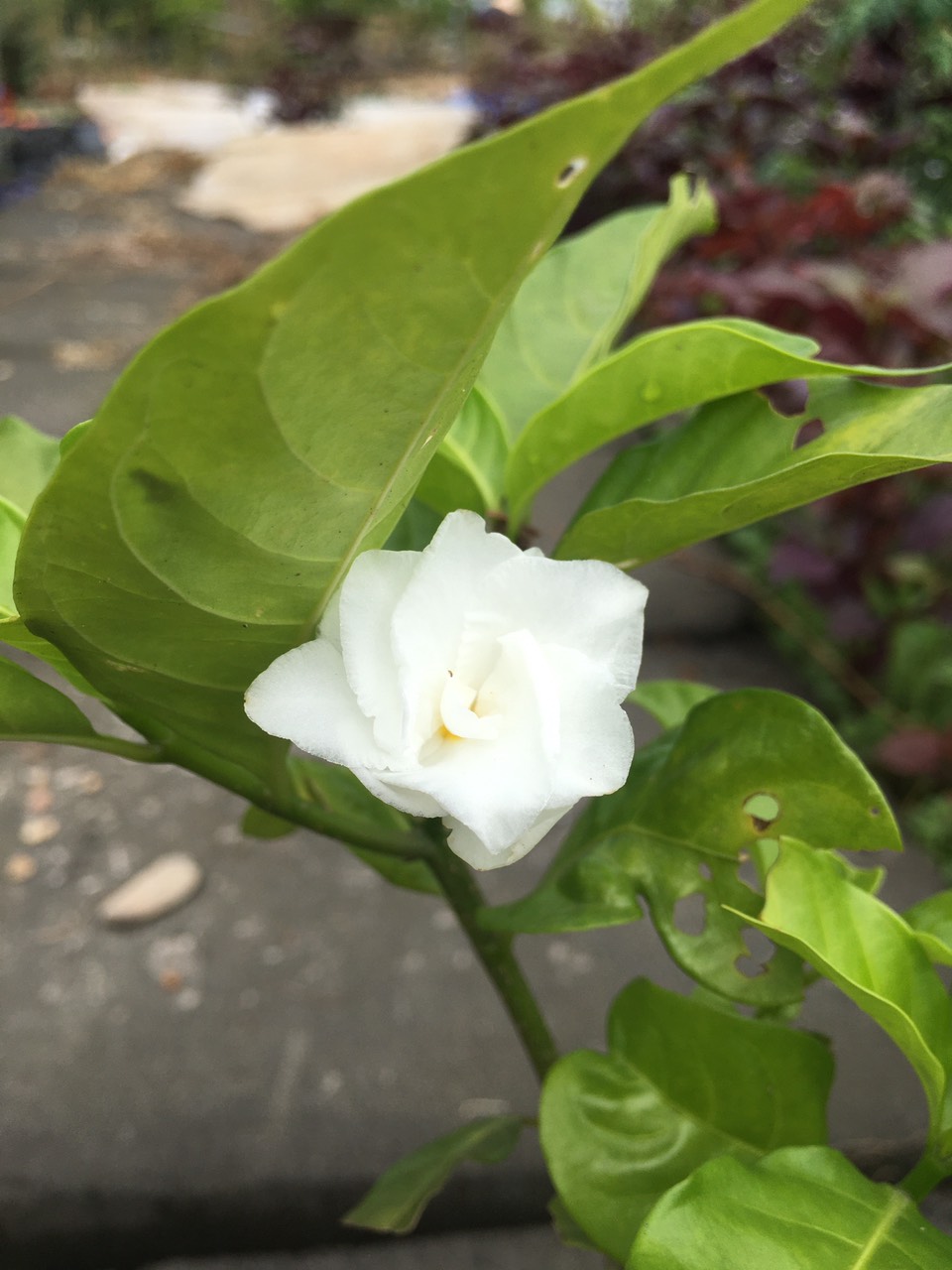 Cây Hoa Lài Tây