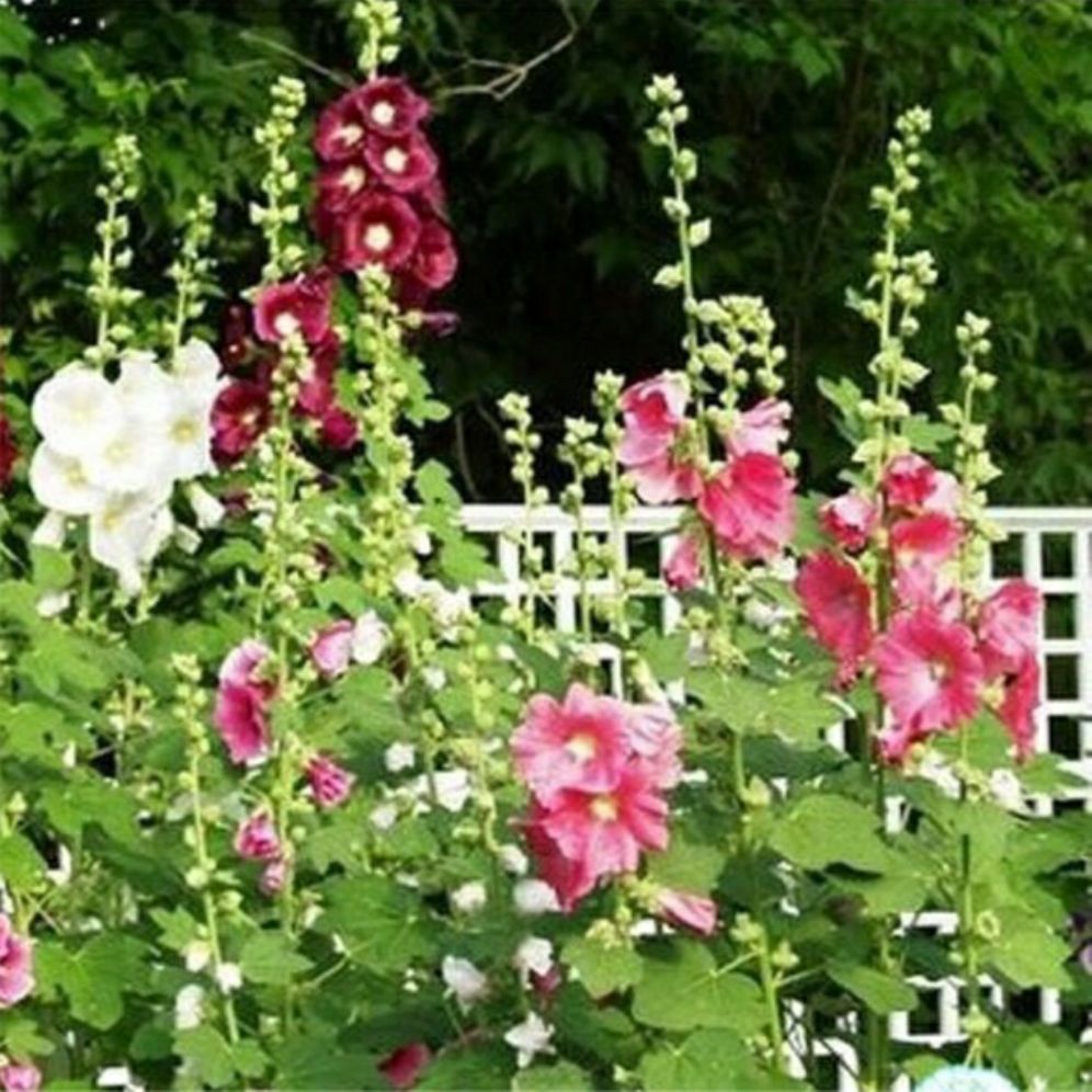 hạt giống hoa mãn đình hồng - gói 0,5gr