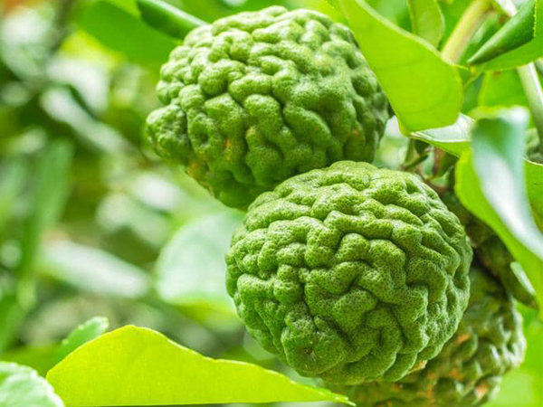 COMBO 2 CÂY CHÚC VÙNG BẢY NÚI AN GIANG, CÂY CHANH THÁI (CÂY TRÚC) **GÓI HÀNG KỸ, VẬN CHUYỂN XA*