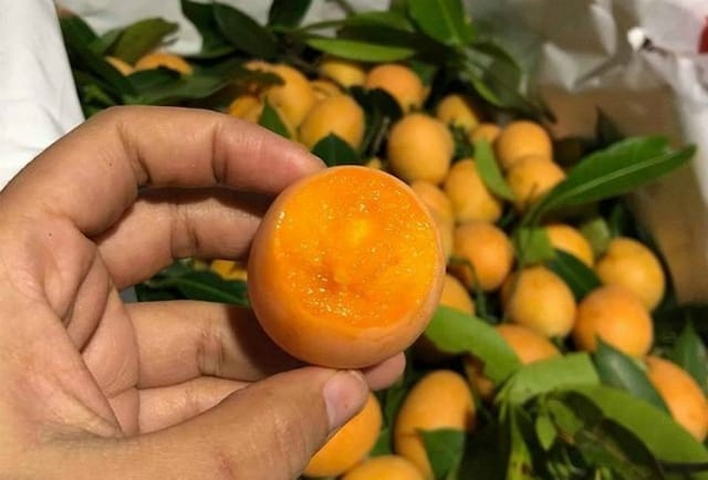 CÂY GIỐNG THANH TRÀ NGỌT [ SIÊU SỚM ]