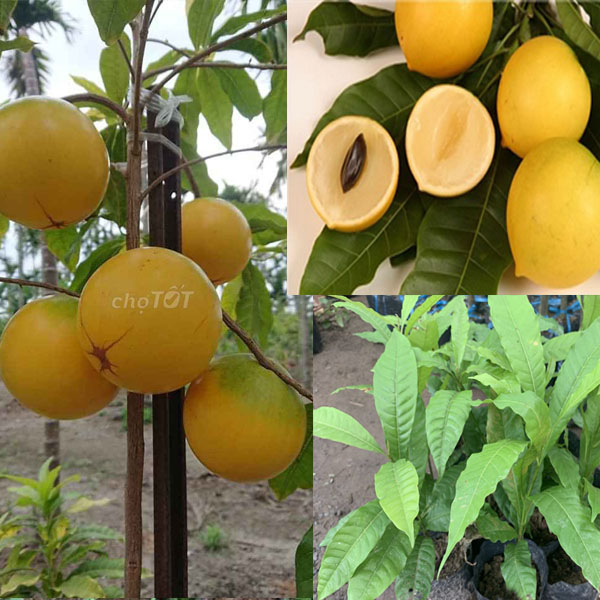 Cây vú sữa hoàng kim - Vú sữa vàng cao 10- 40cm (ảnh thật)