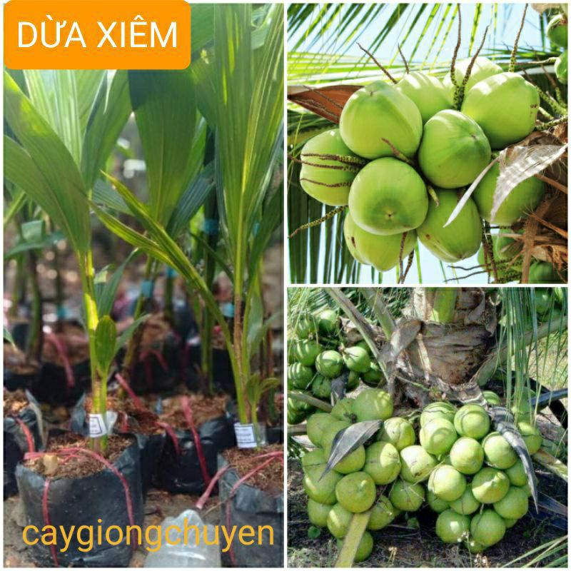 Giống cây dừa xiêm xanh lùn