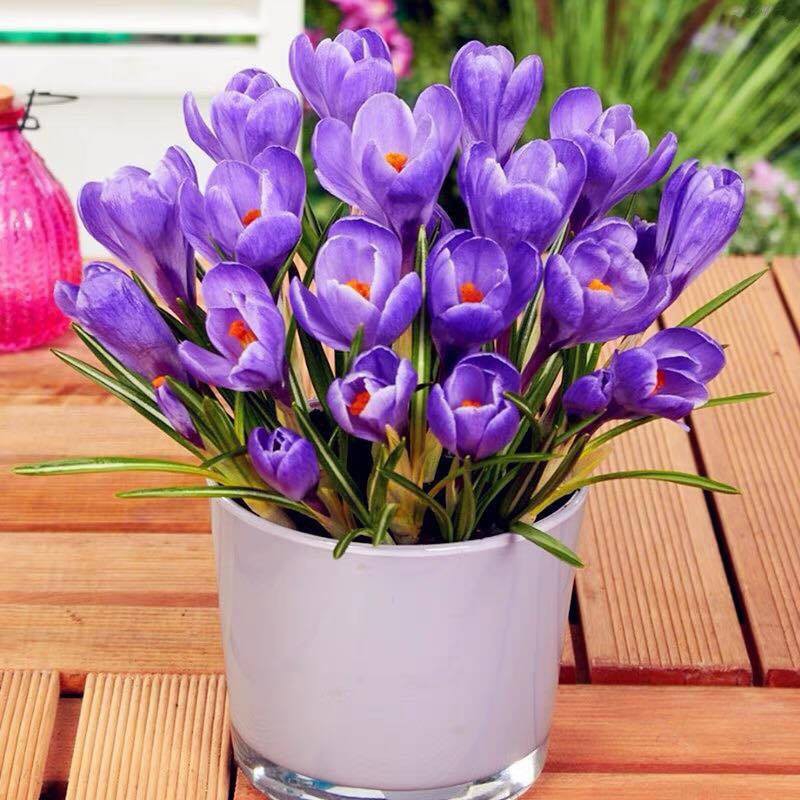 Combo 20 Củ hoa nghệ tây (Saffron) lấy nhụy
