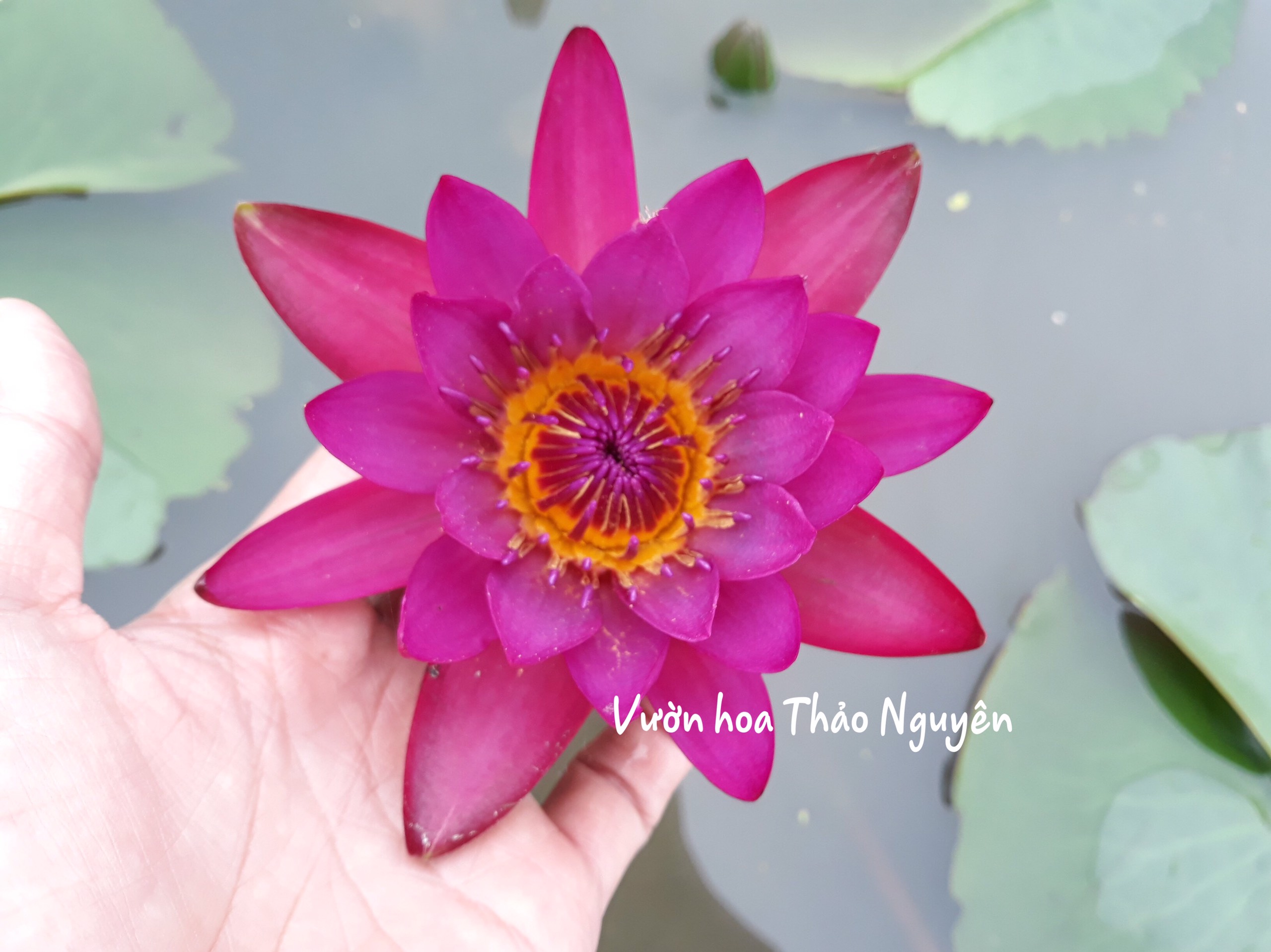 [RẺ VÔ ĐỊCH] Cây hoa súng Thái Lan màu đỏ đậm Đ-01