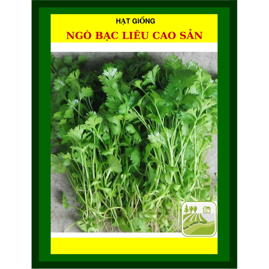 20G - Hạt Giống Ngò Rí Bạc Liêu