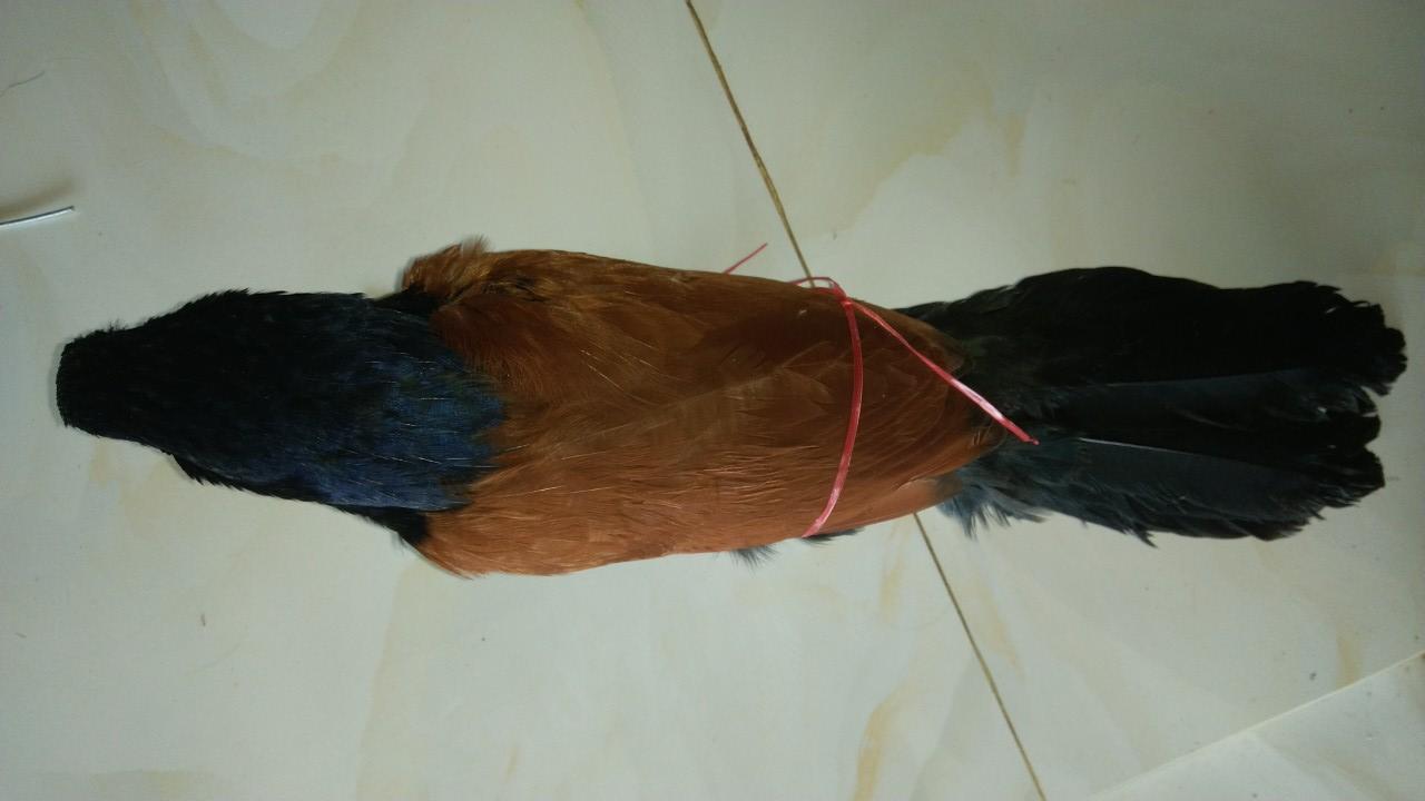 bổi bịp  nhôi keo đẹp siêu bền