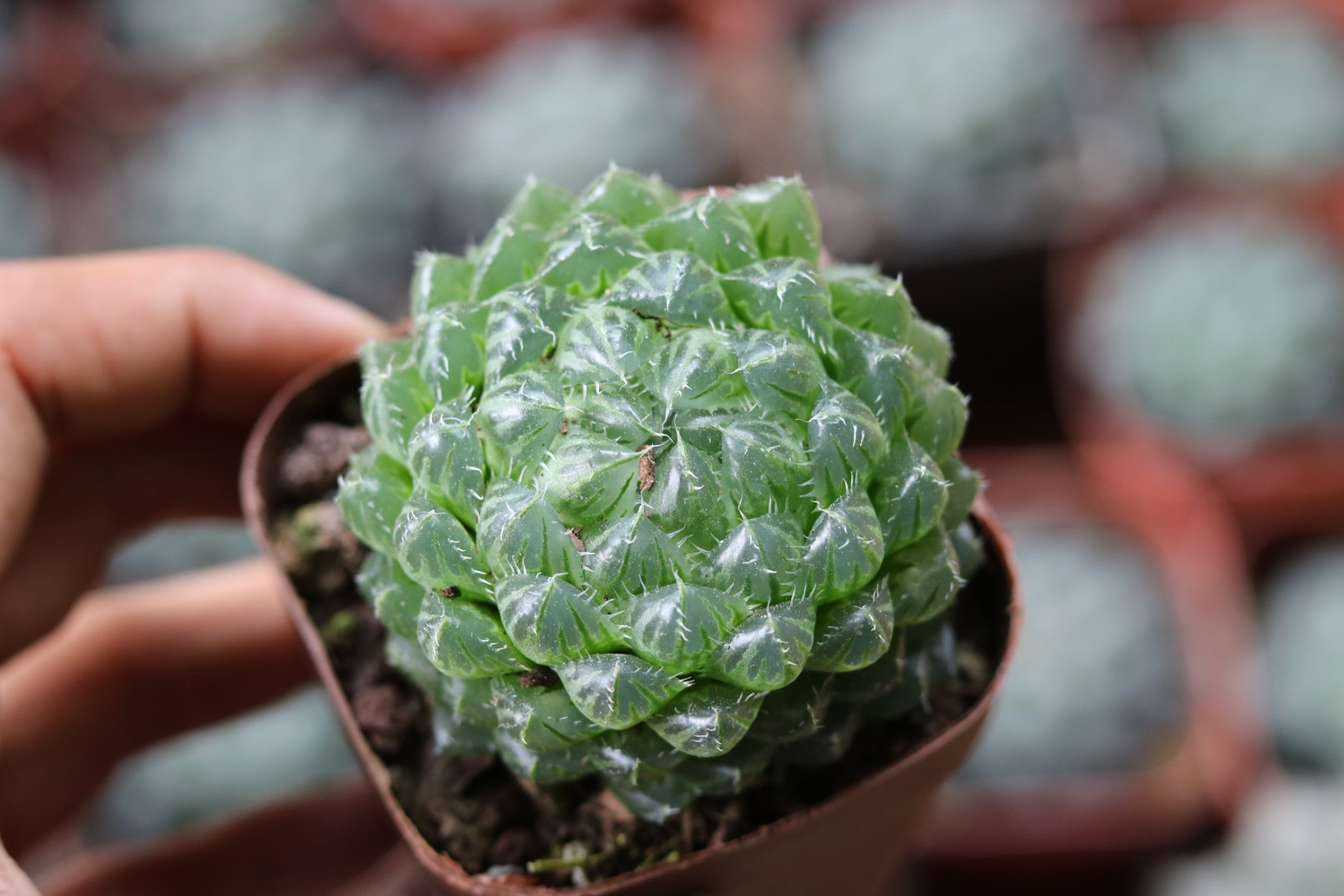 Sen đá Haworthia dạ quang