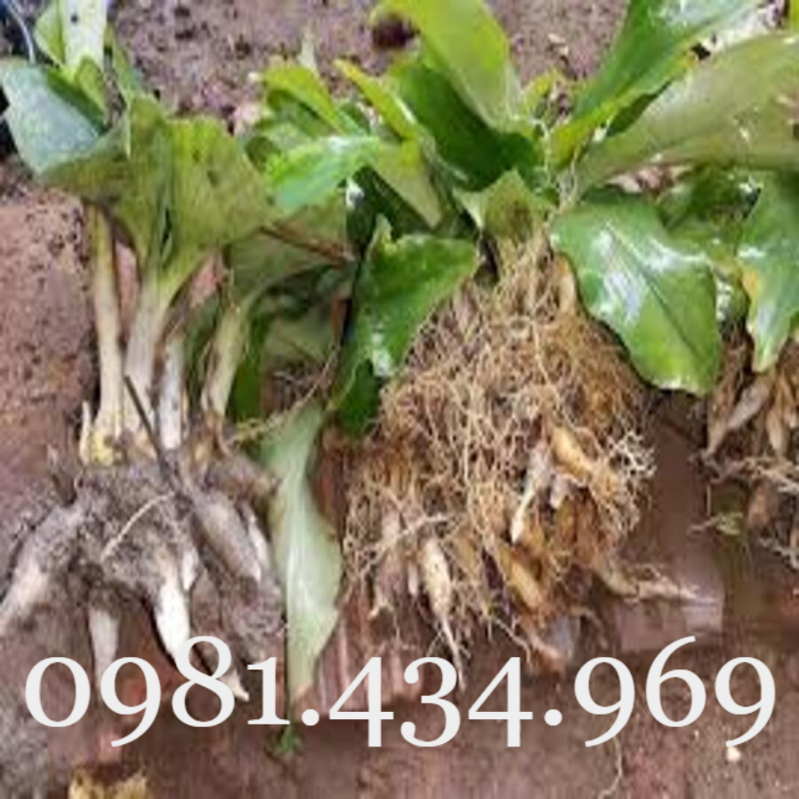 Củ Địa Liền (Thiền Liền, Xá Kén) 01KG Sạch Đẹp