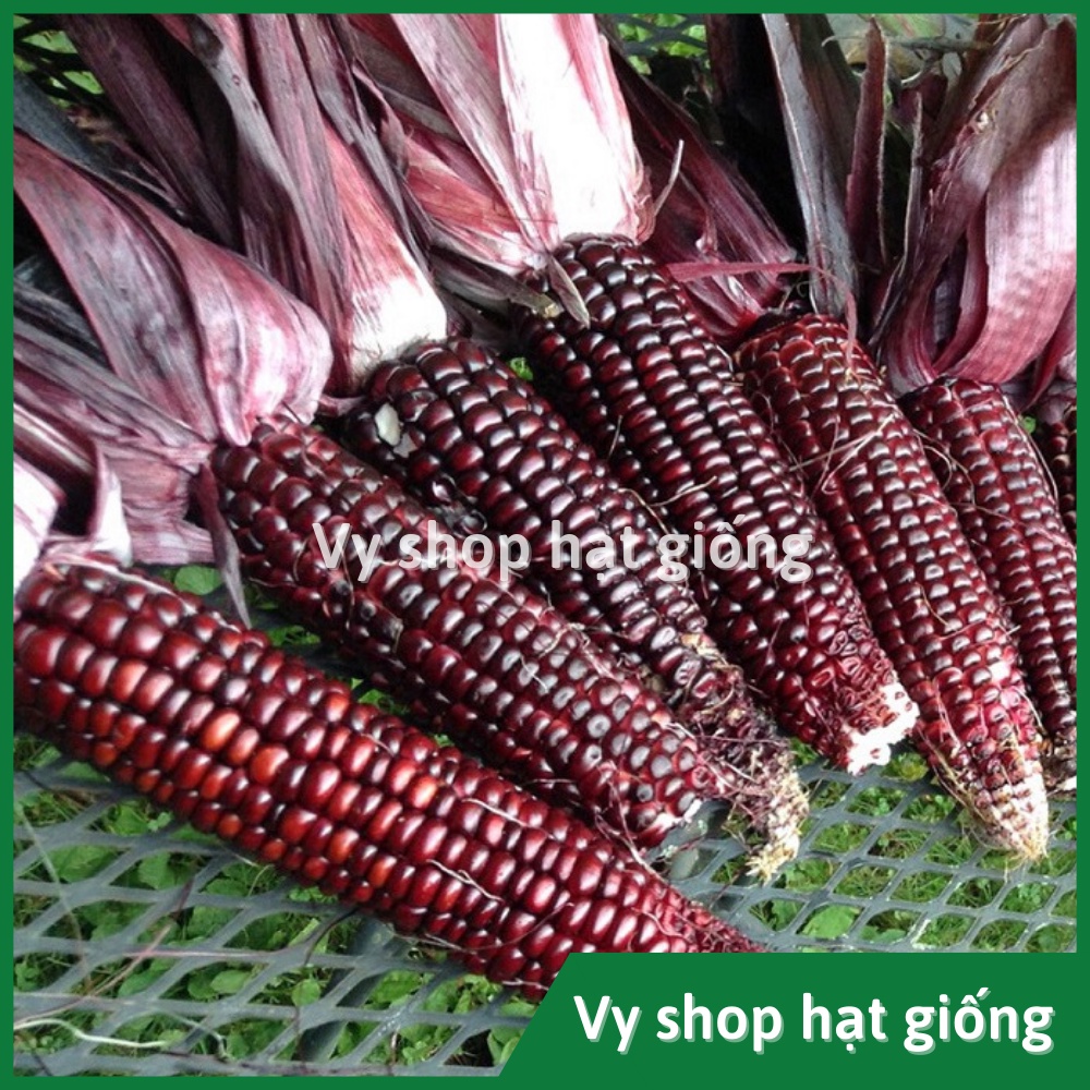 Hạt giống ngô nếp tím (bắp nếp tím) Thái Lan gói 30 hạt