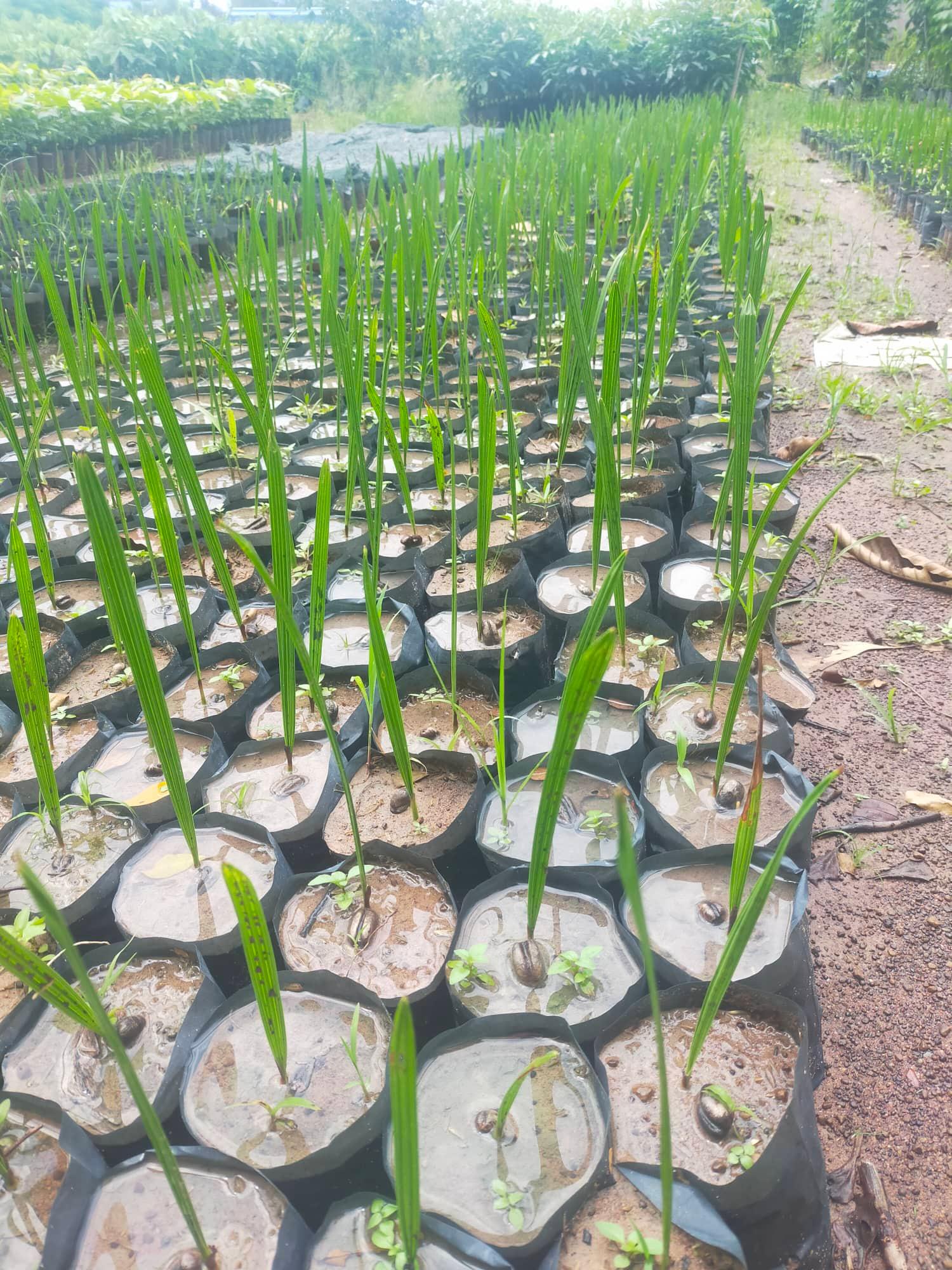 Hạt giống chà là cảnh, chà là kiểng - 100 gram