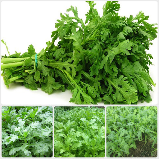 Hạt Giống Rau Tần Ô - 20Gram