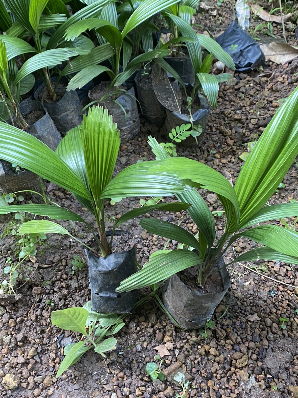 cây kè nhật trồng phong thuỷ
