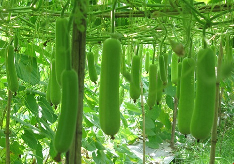Hạt giống bầu lai