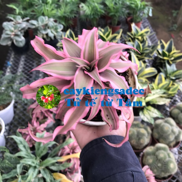 caykiengsadec - Dứa tiểu phụng + tặng phân bón cho cây