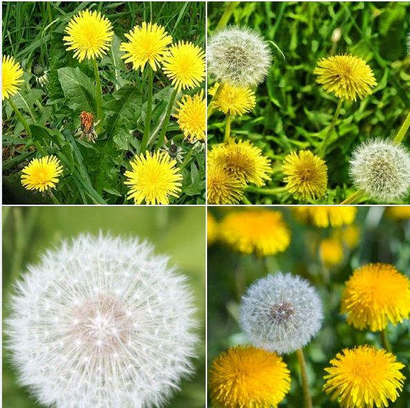 Hạt giống hoa Bồ Công Anh - gói 100 hạt