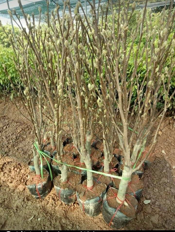 Cây Mộc Lan Cao 80cm Đang Nụ