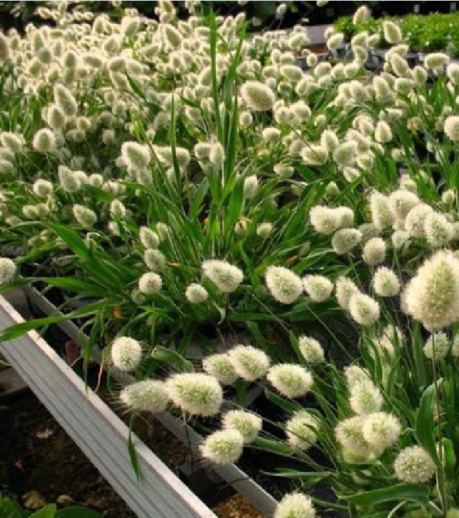 Rabbit Tail Grass Seeds (1 Pack of 100 Seeds)