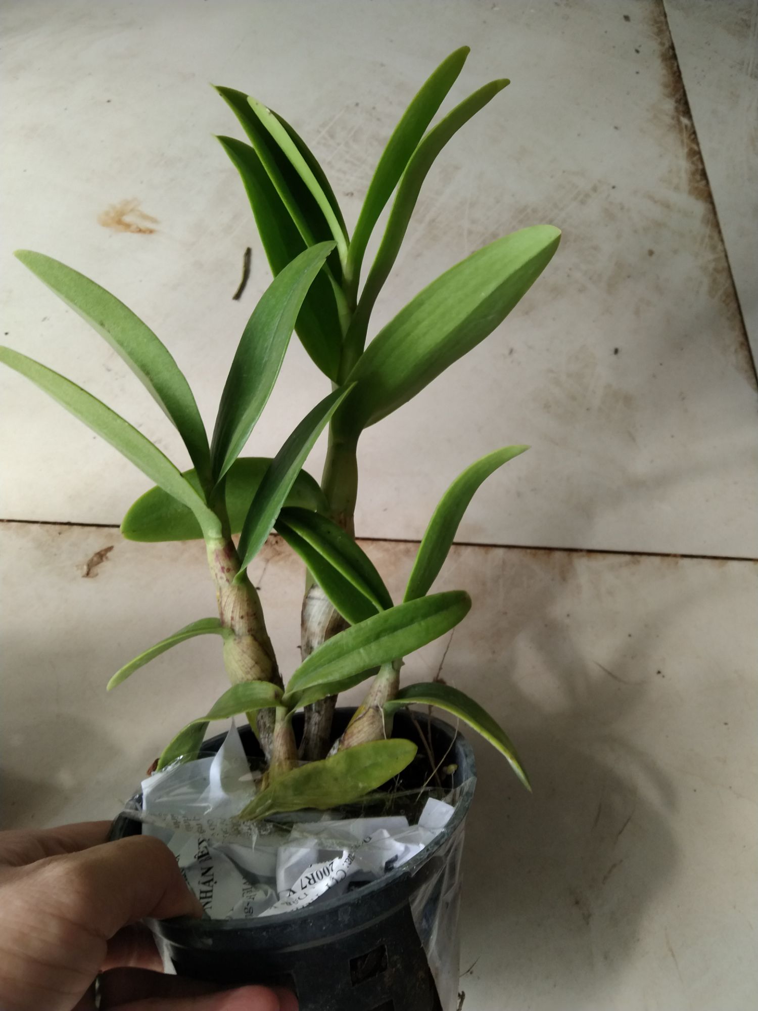 Hoa Lan denro pencam hoa thơm cây sắp hoa