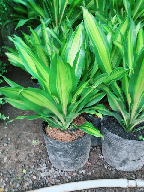 Phát Tài Lá Bụi Lớn