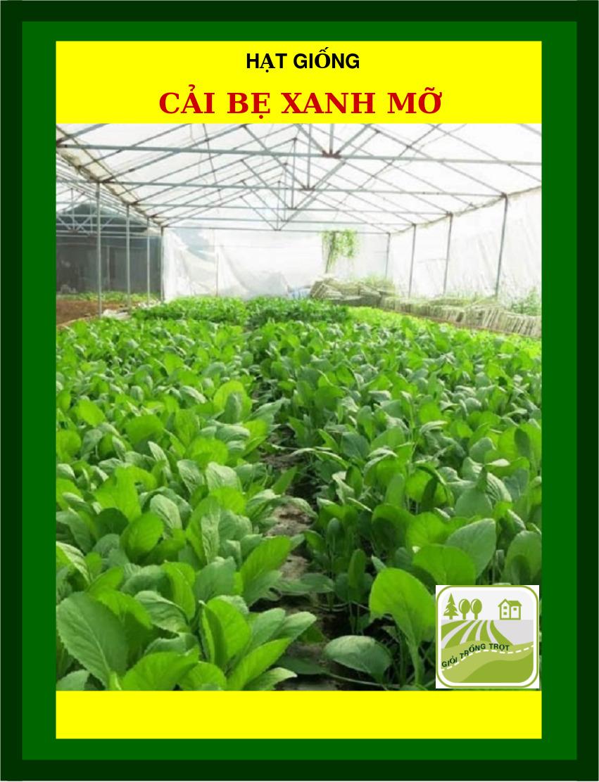 50G - Hạt Giống Cải Bẹ Xanh Mỡ