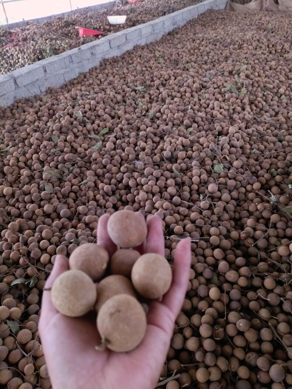 Nhãn Sấy Khô Nguyên Vỏ 1kg