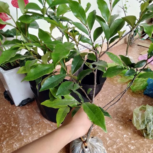 CÂY LAN TIÊU- CÂY HÀM TIẾU ( CAO 40CM-50CM)