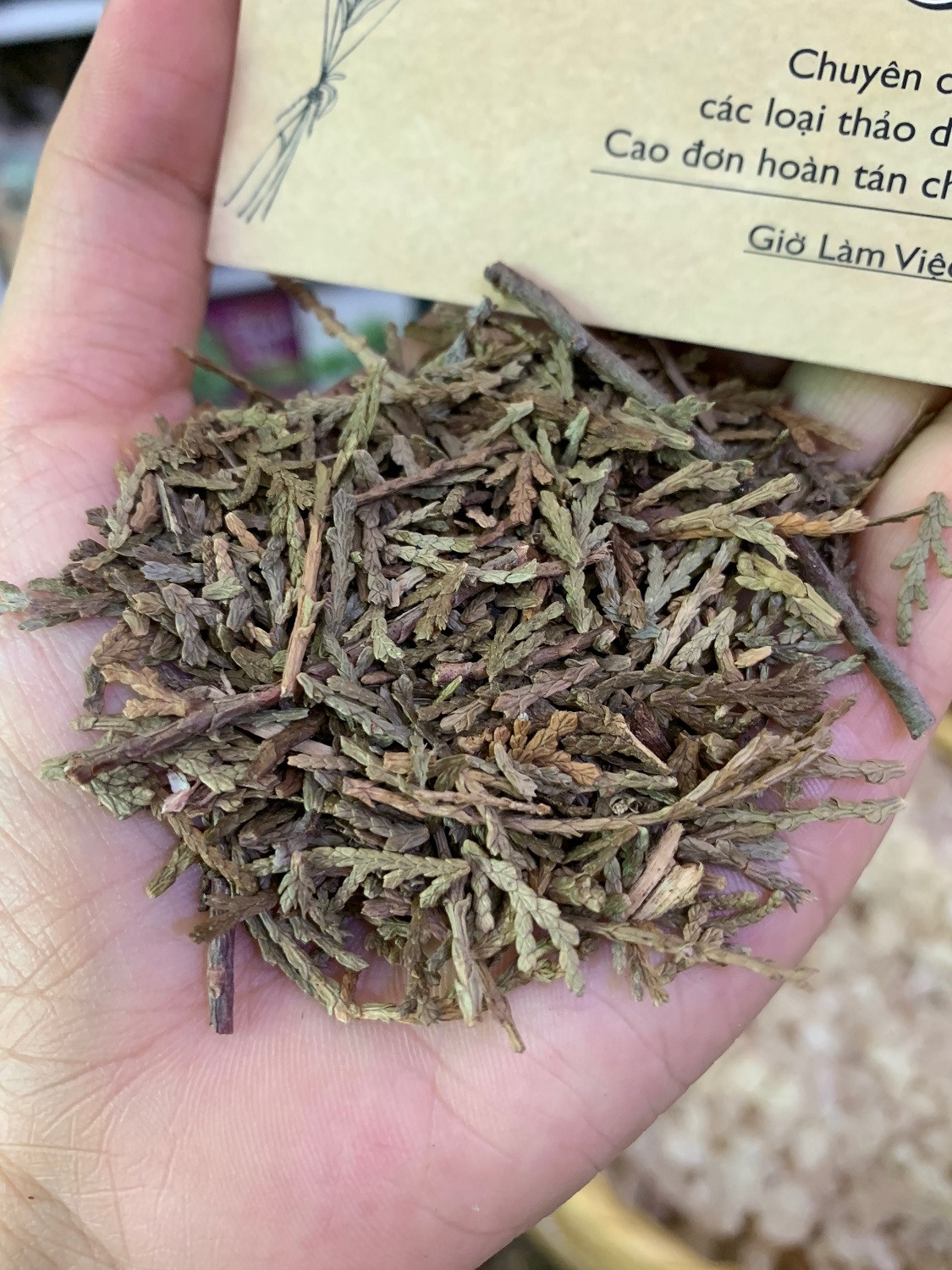 [HCM]TRẮC BÁ DIỆP 100GRAM Tiệm Thu ố c Bắc Sài Gòn