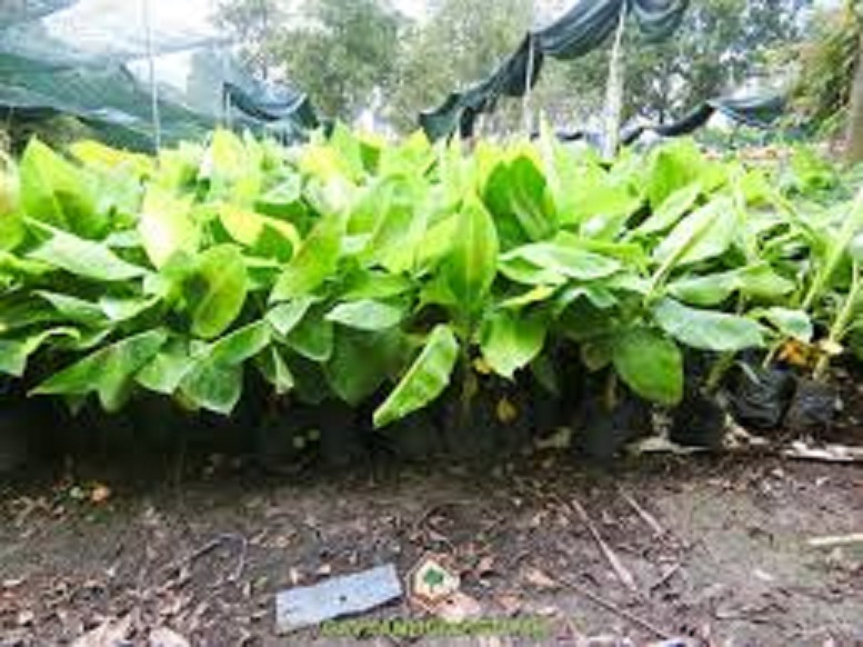 combo 03 Cây giống CHUỐI GIÀ NAM MỸ ngọt thơm - hàng cây giống CHUẨN F1