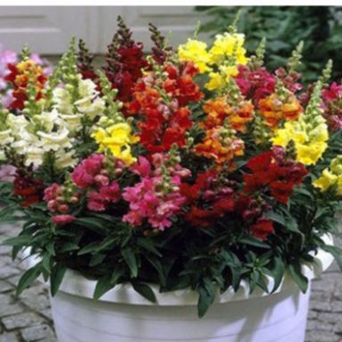 200 Hạt Giống Hoa Mõm Sói ( phi yến)