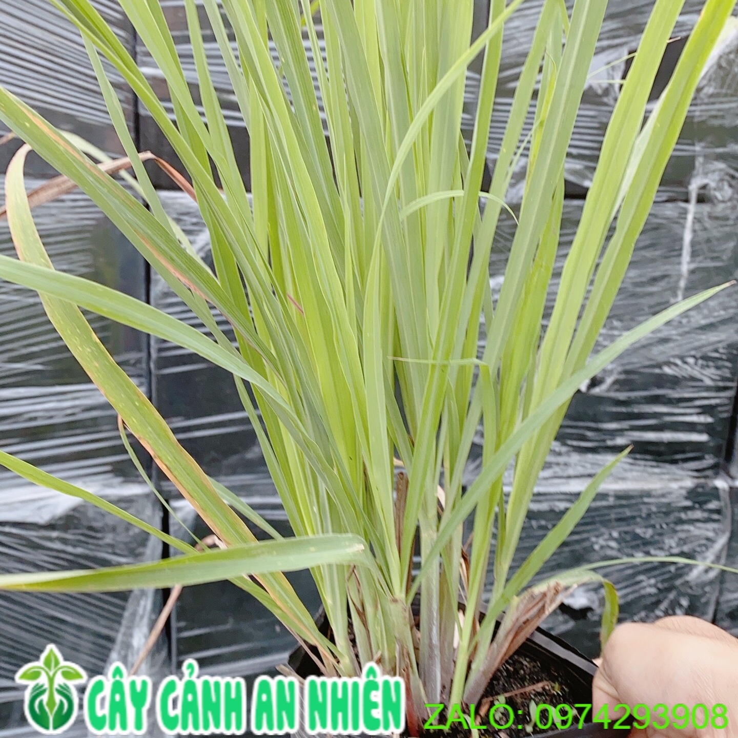 [HCM]Bụi Cây Sả