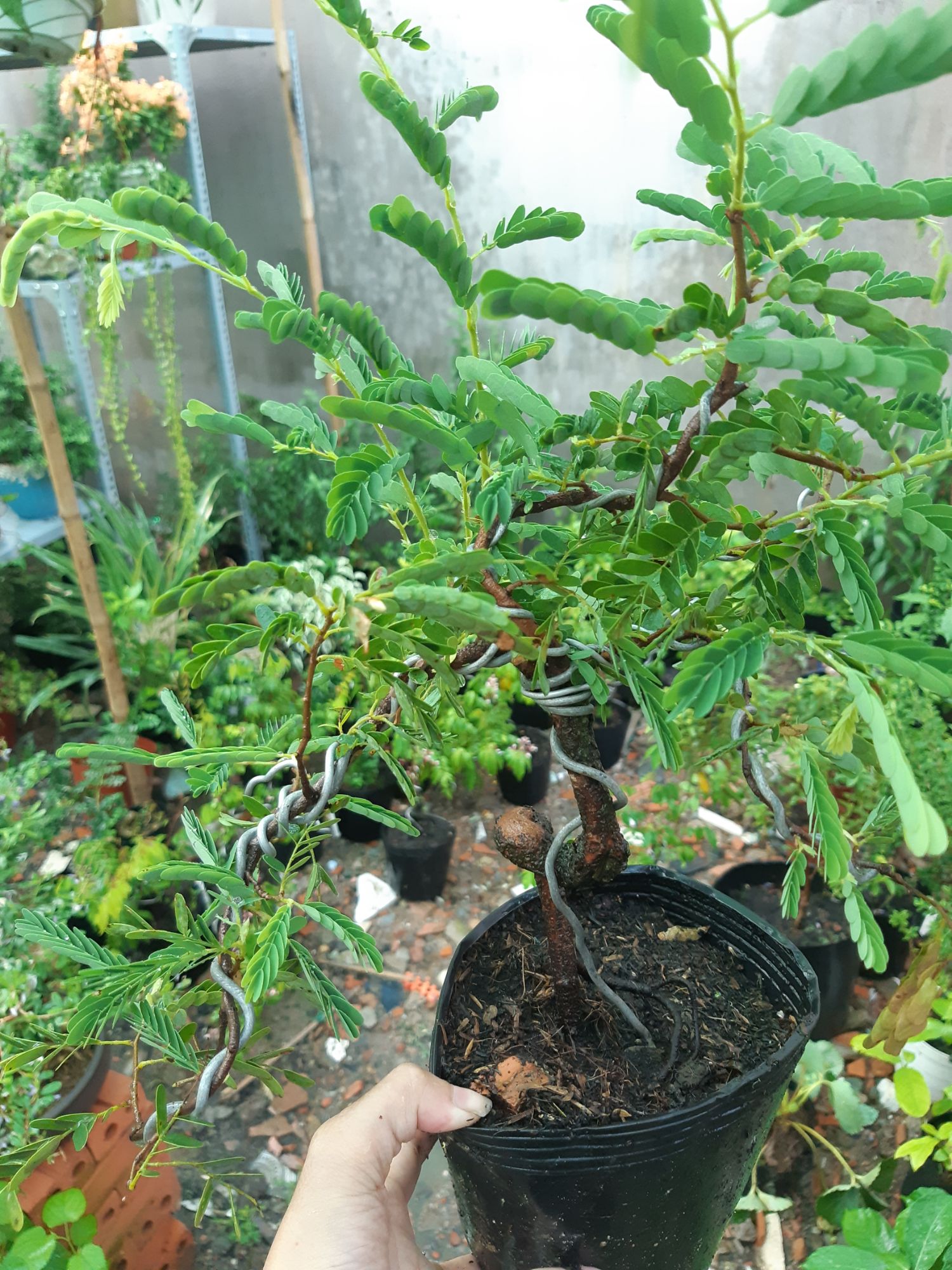 cây me bonsai mini