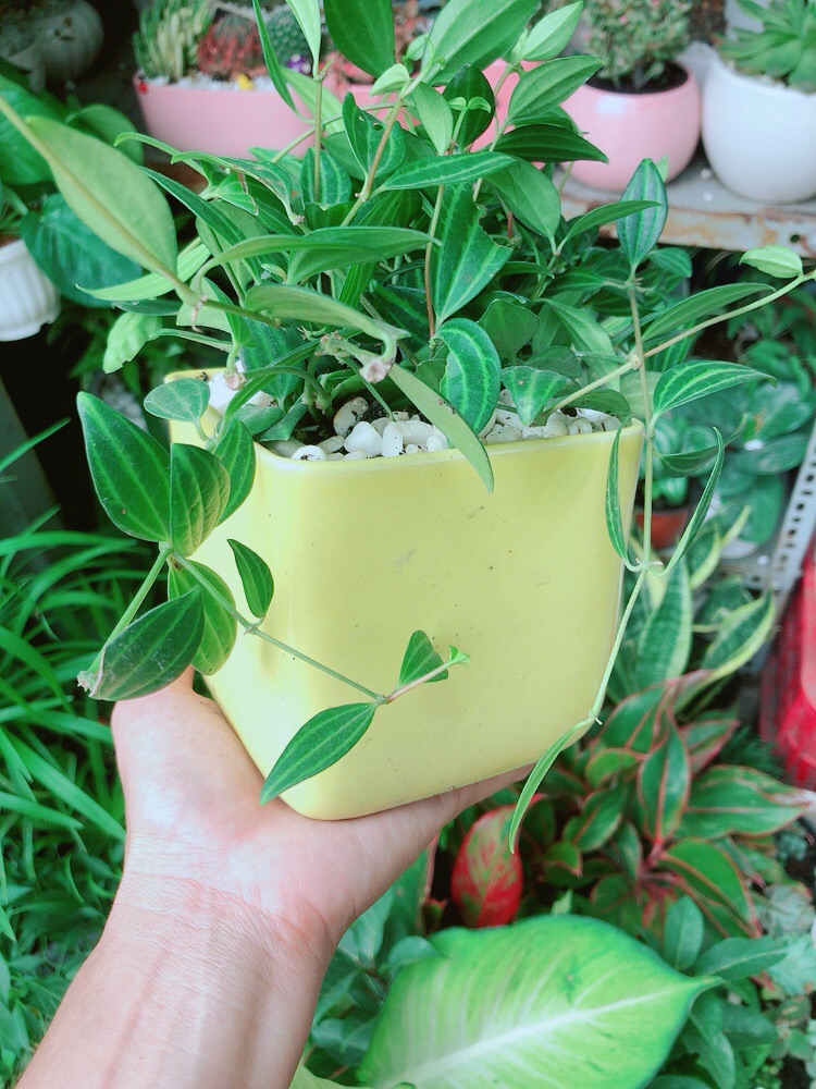 [HCM]Chậu Cây Bình An Xanh