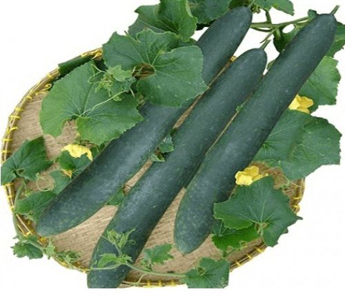 Hạt giống bí đao xanh trái dài